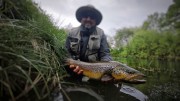 Brown trout on a dryfly chalk stream
